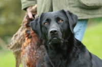 Picture of black Labrador Retriever looking towards camera