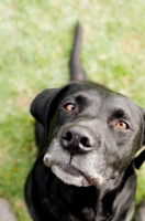 Picture of black Labrador Retriever looking at camera