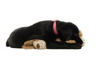 Picture of black labrador retriever lying with toy on a white background