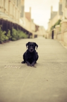 Picture of black Labrador Retriever lying in street