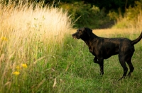 Picture of black Labrador Retriever near field