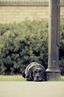 Picture of black Labrador Retriever near lamp post