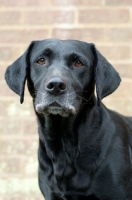 Picture of black Labrador Retriever near wall