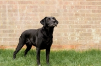 Picture of black Labrador Retriever near wall