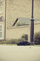 Picture of black Labrador Retriever near street light