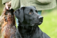 Picture of black labrador retriever on a hunt
