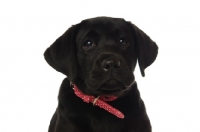 Picture of black labrador retriever on a white background