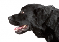 Picture of black Labrador Retriever on white background, profile