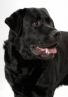Picture of black Labrador Retriever on white background, looking away