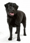 Picture of black Labrador Retriever on white background