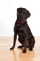 Picture of black Labrador Retriever on wooden floor