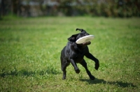 Picture of black Labrador retriever playing with a frisbee