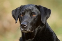 Picture of black Labrador Retriever portrait