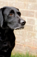 Picture of black Labrador Retriever portrait
