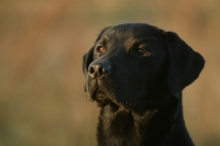 Picture of black Labrador Retriever, portrait