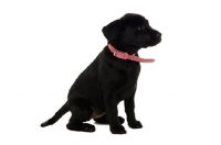 Picture of black labrador retriever pup wearing a red collar