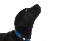 Picture of black labrador retriever puppy, looking up