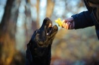 Picture of black Labrador Retriever receiving biscuit