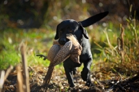 Picture of black labrador retriever retrieving pheasant in a field