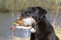 Picture of black Labrador retriever retrieving