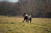 Picture of black labrador retriever retrieving game in a field