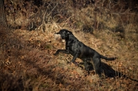 Picture of black labrador retriever retrieving partridge
