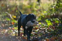 Picture of black labrador retriever retrieving game in a forest