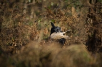 Picture of black labrador retriever retrieving pheasant during a hunt in the woods