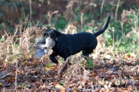 Picture of black Labrador Retriever retrieving bird