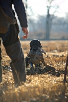Picture of black labrador retriever retrieving pheasant and coming back to owner