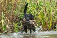 Picture of black Labrador Retriever retrieving duck