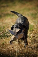 Picture of black labrador retriever retrieving grouse in a field