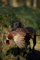 Picture of black labrador retriever retrieving pheasant