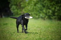 Picture of black Labrador retriever retrieving a frisbee