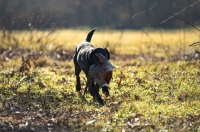 Picture of black labrador retriever retrieving pheasant in a field