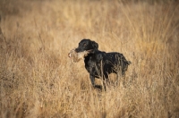 Picture of black labrador retriever retrieving quail in a field