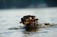 Picture of black Labrador Retriever retrieving stick