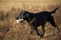 Picture of black labrador retriever retrieving partridge in a field