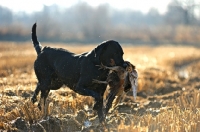 Picture of black labrador retriever retrieving pheasant in a field