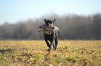 Picture of black labrador retriever retrieving pheasant in a field, sunny day