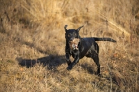 Picture of black labrador retriever retrieving quail in a field