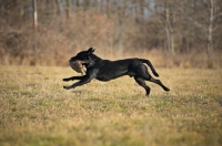 Picture of black labrador retriever retrieving pheasant in a field