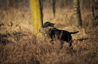 Picture of black labrador retriever retrieving pheasant in a field