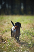 Picture of black labrador retriever retrieving pheasant in a field