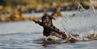 Picture of black Labrador Retriever retrieving branch from water