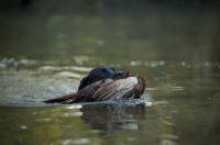 Picture of black labrador retriever retrieving pheasant from a lake