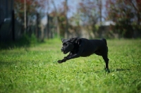 Picture of black Labrador retriever running in a field of grass