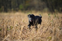 Picture of black labrador retriever running in a corn field