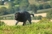 Picture of black Labrador Retriever shaking water