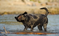 Picture of black Labrador Retriever shaking off water